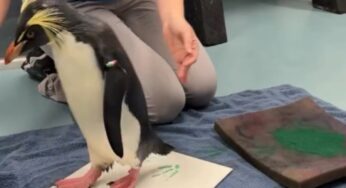 Dipinge un quadro con le zampe, il pinguino pittore che sta facendo impazzire il web – VIDEO